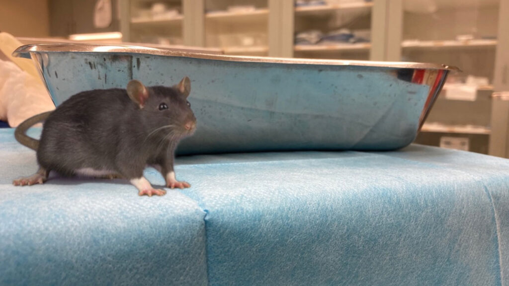 A rat sitting on the operating table